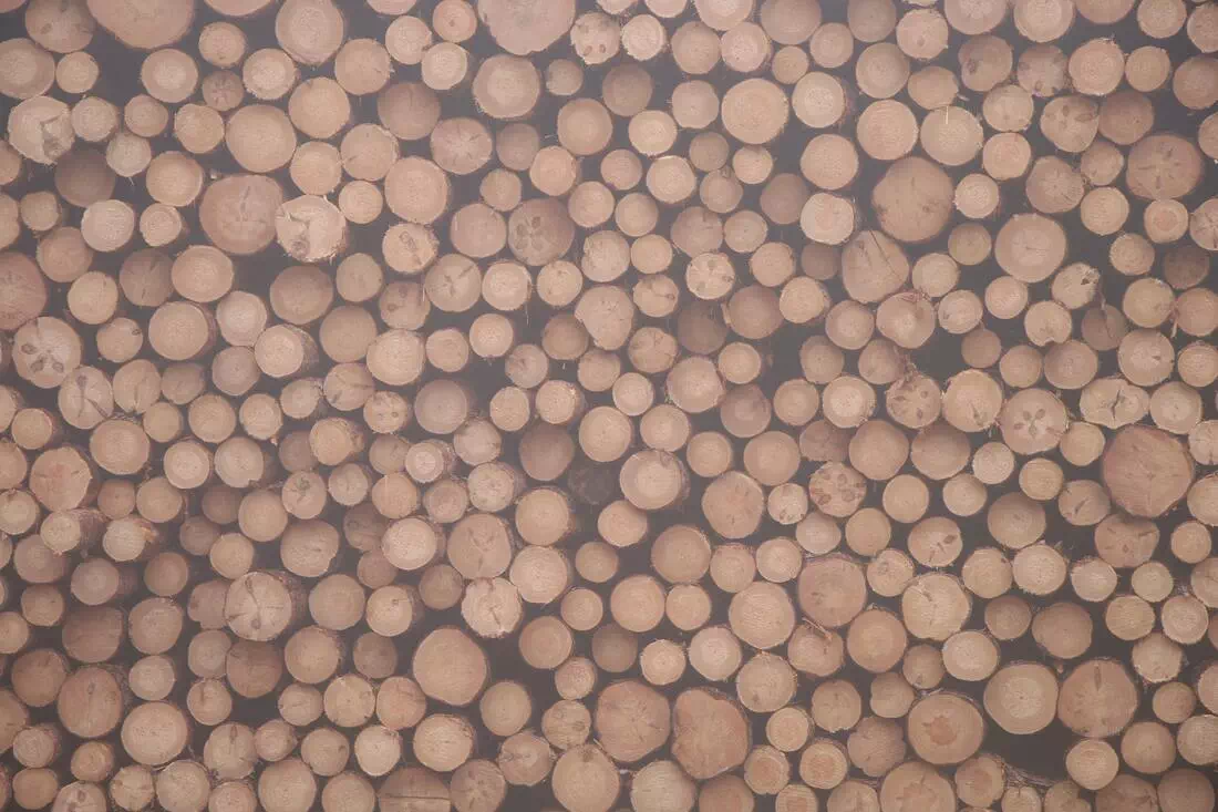duża ilość pociętego drewna